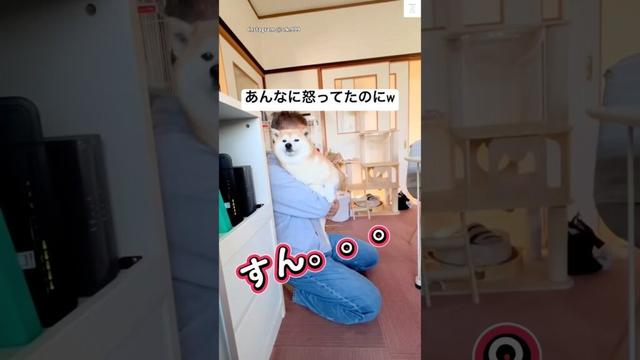 怒ってたのに💢抱っこで『すん。。』😂　#柴犬　#犬　#かわいい犬 #おもしろ #犬のいる暮らし