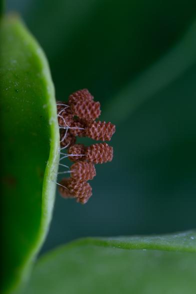Tiny blobby structures, perhaps insect eggs, on delicate white stalks rising above a leaf.