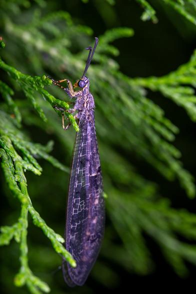Antlion with wings folded resting on a leaf