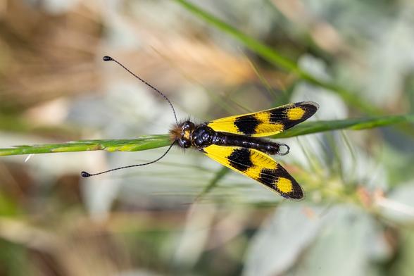 Yellow and black owlfly resting with wings half-open on a stalk