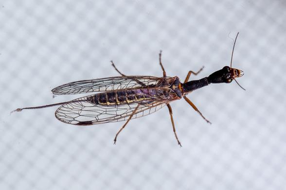 Snakefly on an out of focus grid pattern