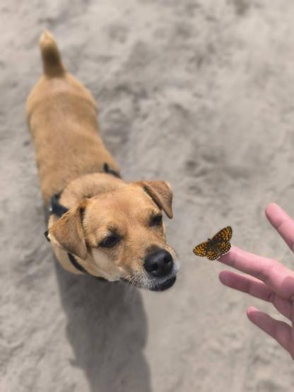 Pies patrzący na motyla.
Dog looking at butterfly.