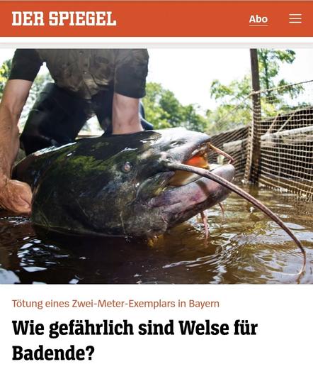 Screenshot Spiegel Online: Foto eines vermutlich toten großen Welses, dessen Kopf von einem Mann aus dem knietiefen Wasser gehoben wird, darunter der Text "Wie gefährlich sind Welse für Badende?"