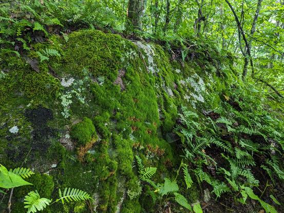 Beautiful moss-covered rock in a wooded setting with ferns on top of and in front of it. North Stone Tower Trail, Fort Mountain State Park, GA