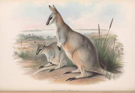 The image depicts two wallabies in a natural setting. The animal in the foreground is standing upright, with its powerful hind legs and long tail visible, while the other is sitting on the ground, facing the viewer. Both have a light gray coat with a slightly darker face and a lighter underbelly. The standing wallaby has its head turned to the side, and its ears are perked up, suggesting alertness. The sitting wallaby has its head lowered, possibly grazing or resting. The background features a landscape with a body of water, distant hills, and sparse vegetation, including tall grasses and reeds. The colors are soft and naturalistic, with a muted palette of greens, grays, and blues. The text at the bottom of the image reads "Halmaturus Gregii Gray," indicating the then scientific name of the species.

Text by @altbot, edited by @jemmesedi
