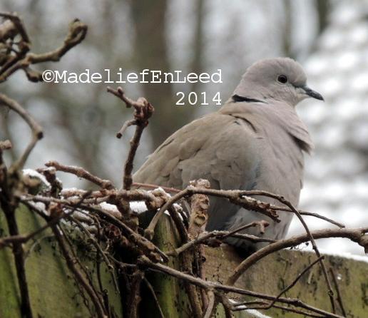Turkse tortel van de zijkant en wat van onderen op de foto gezet, de duif zit op een schutting met kale takken (van de wingerd) en er is wat wit van sneeuw in de foto.