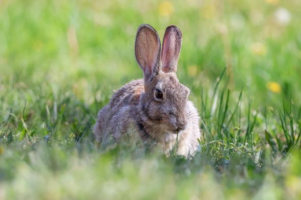 Close-up view of a rabbit sitting in the grass.