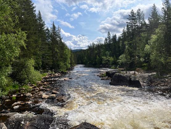 New week, new paths 🌲🌍
The sound of rushing water, the scent of pine, and the call of the wild.
Sometimes all it takes is a short walk into the woods to feel like you’re on a new journey.
A fresh start, with no map and no hurry just curiosity leading the way.
Here’s to exploring new places, even if they’re close to home.