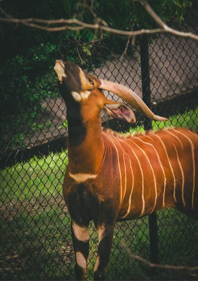 A bongo, a large reddish-brown antelope with white stripes and long spiraled horns, stretches its neck upward to reach leaves from a tree branch. It stands in front of a black chain-link fence, with green grass and shaded foliage in the background.