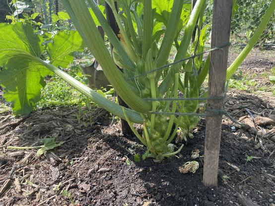 Lower part of two zucchini plants that are corralled inside three wooden stakes with twine wrapped around outside perimeter.