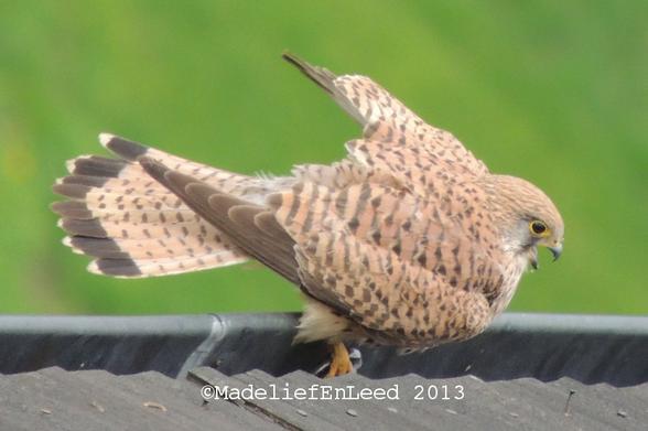 Mevrouw torenvalk van bovenaf op de foto gezet.
Toen ik deze foto nam hoorde ik vogelgeluiden, als eerste dacht ik aan een Turkse tortel, gelukkig had ik de gelegenheid om naar buiten te kijken, want het waren twee torenvalken. Mevrouw Torenvalk landde redelijk dichtbij en ik kon deze foto vanuit een zeer suboptimale positie nemen.
De vleugels van de valk zijn nog een weinig uitgeslagen en zij zit in de dakgoot, onder het dak is het groen (van gras).