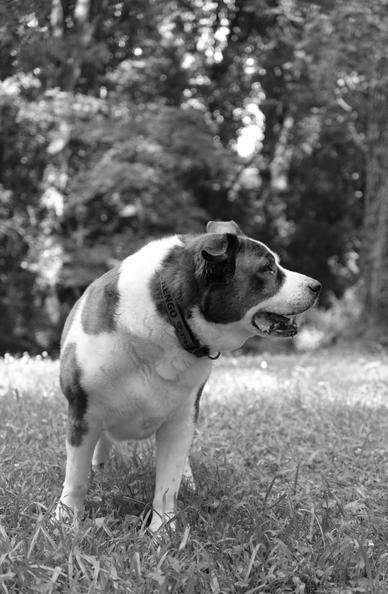 A monochrome photo of a two-toned dog standing on grass in his yard under a scorching sun. His head is turned to the right side of the screen.