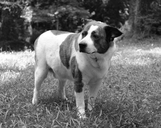 Another black and white photo of a two-toned dog standing on grass in his yard in intense heat, turning his head toward the left side of the screen.