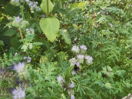 Eine Hummel sitzt auf der Blüte einer Rainfarn-Phazelie