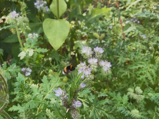 Eine Hummel fliegt auf die Blüte einer Rainfarn-Phazelie