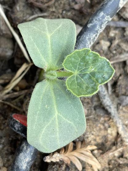 A small plant sprout. The two starter leaves (cotyledon) are a bit paler than the first, darker green leaf of the sprout. It is very fuzzy all over, on the stems and surface of the leaf. The leaf has pronounced lighter green veins. It is somewhat heart-shaped with some soft points, like it kinda wants to have three lobes.