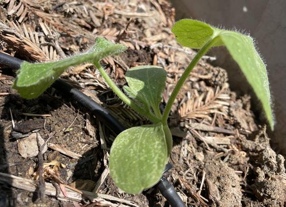 Side view of another mystery cucurbit vine showing how fuzzy the leaves are on top and bottom. This is a more mature plant with two big leaves and a third one about to grow in. There's a small drip irrigation tube under it. The plant is about 5 or 6 inches / 13 or 15 centimeters across.