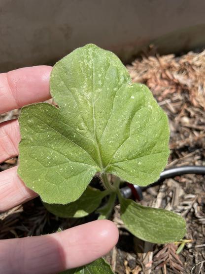 A close up of the top of a bigger leaf showing it having three lobes. Four human fingers hold it up. There's some white splotches that could be some damage from a pest or disease.