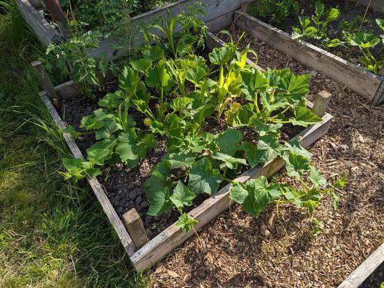 A small wood-edged vegetable bed thickly planted with an assortment of courgettes, gherkins, tomatoes and sweetcorn.