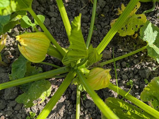 A close-up of the centre of a courgette plant with flowers and early fruit showing.