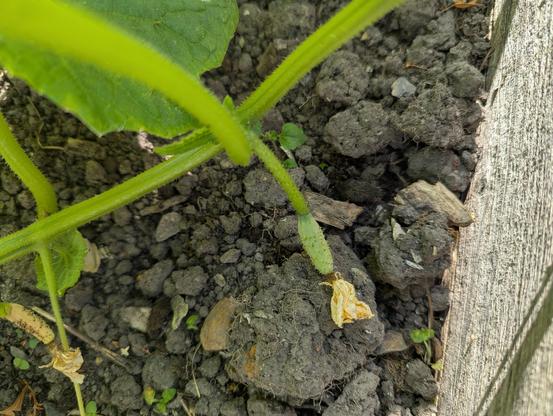 A close-up of a runner from a gherkin plant showing a discarded flower and a young fruit.