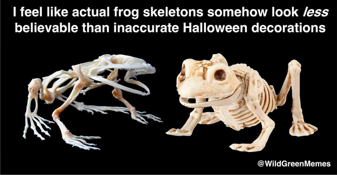 Siento que los auténticos esqueletos de ranas de algún modo se ven menos creíbles que las decoraciones inexactas de esqueletos de rana para halloween.