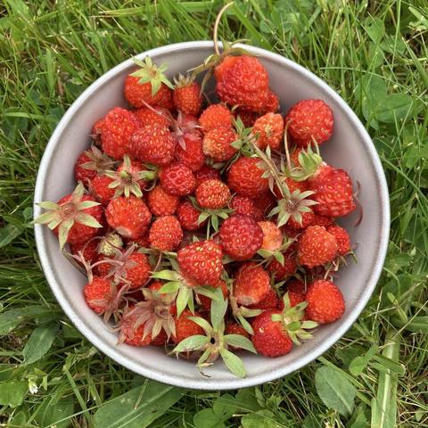 Pale grey ceramic bowl filled with ripe red wild strawberries. The bowl sits on a lawn with grass, hawkweed and clover leaves.