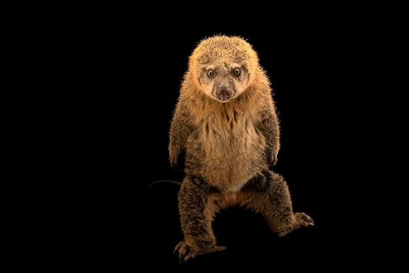 Bear Cuscus' 🐻🩷 are found on #Sulawesi #Indonesia 🇮🇩 they are vulnerable due to #palmoil #deforestation 🌴🪔☠️🧐⛔️ and #hunting. Support this beautiful animal with your weekly shop #Boycottpalmoil #Boycott4Wildlife @palmoildetect https://palmoildetectives.com/2021/01/26/bear-cuscus-ailurops-ursinus/?utm_source=mastodon&utm_medium=Palm+Oil+Detectives&utm_campaign=publer