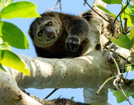 Bear Cuscus' 🐻🩷 are found on #Sulawesi #Indonesia 🇮🇩 they are vulnerable due to #palmoil #deforestation 🌴🪔☠️🧐⛔️ and #hunting. Support this beautiful animal with your weekly shop #Boycottpalmoil #Boycott4Wildlife @palmoildetect https://palmoildetectives.com/2021/01/26/bear-cuscus-ailurops-ursinus/?utm_source=mastodon&utm_medium=Palm+Oil+Detectives&utm_campaign=publer