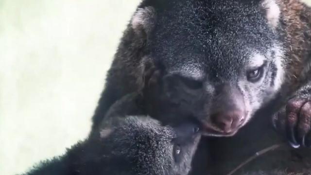 Bear Cuscus' 🐻🩷 are found on #Sulawesi #Indonesia 🇮🇩 they are vulnerable due to #palmoil #deforestation 🌴🪔☠️🧐⛔️ and #hunting. Support this beautiful animal with your weekly shop #Boycottpalmoil #Boycott4Wildlife @palmoildetect https://palmoildetectives.com/2021/01/26/bear-cuscus-ailurops-ursinus/?utm_source=mastodon&utm_medium=Palm+Oil+Detectives&utm_campaign=publer
