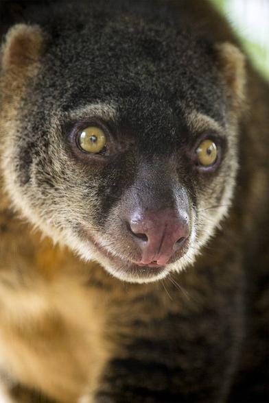 Bear Cuscus' 🐻🩷 are found on #Sulawesi #Indonesia 🇮🇩 they are vulnerable due to #palmoil #deforestation 🌴🪔☠️🧐⛔️ and #hunting. Support this beautiful animal with your weekly shop #Boycottpalmoil #Boycott4Wildlife @palmoildetect https://palmoildetectives.com/2021/01/26/bear-cuscus-ailurops-ursinus/?utm_source=mastodon&utm_medium=Palm+Oil+Detectives&utm_campaign=publer