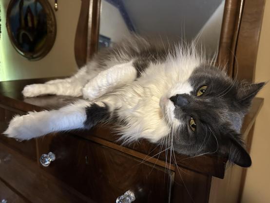 A floofy grey and white kitty lying on her side on a dresser with a mirror, her yellow green eyes slightly closed, her whiskers and eyebrow whiskers transmitting secret messages to your brain. She has a really floofy ruff and soft paws.