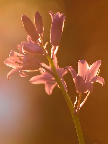 Closeup of tiny purple flowers backlit by the setting sun