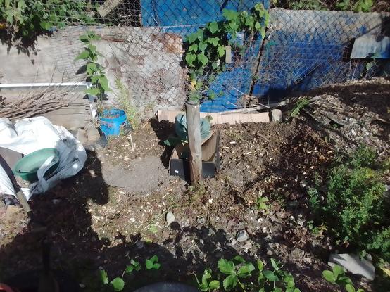 A bed previously filled with self-seeded chard, now 'terminated', has been raised with a deep layer of green leaf heavy arborist waste, with lime mortar heavy soil excavated soil from the semi-sunken greenhouse pit stored in a tonne bag to left of picture riddled over in. Centre of shot behind an origiginal fence post stands a single greyhound cabbage. The bed will eventually be planted out with other brassicas, and extended leftwards once the tonne bag has been moved when light enough to drag. Shaded by the fence, it only gets full sun late afternoon.