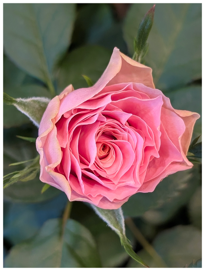 flower shop. close of a pink mini-rose with surrounding leaves.