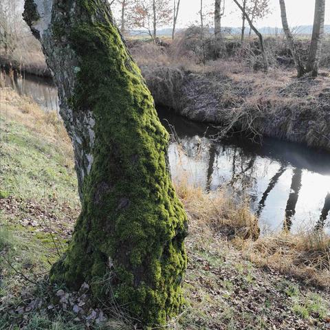 Moss-covered tree trunk leaning beside a narrow stream. Bare trees and dry grasses line the opposite bank, with a cloudy sky reflecting on the water's surface. Fallen leaves and patchy grass cover the ground.