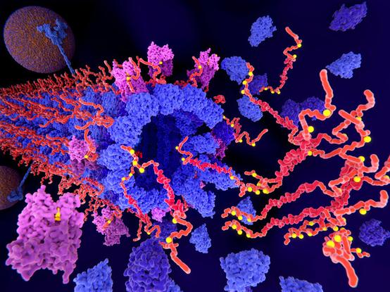 Alzheimers tau protein