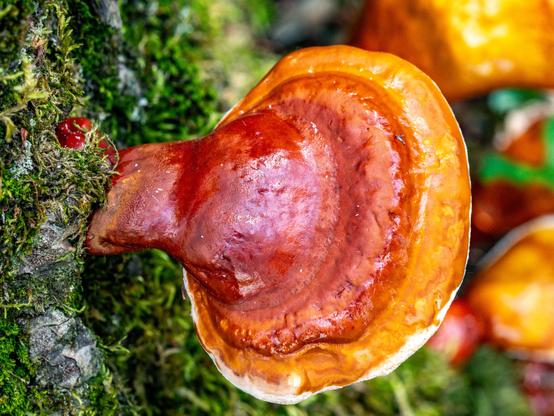 A leathery brownish mushroom growing on the bark of a tree