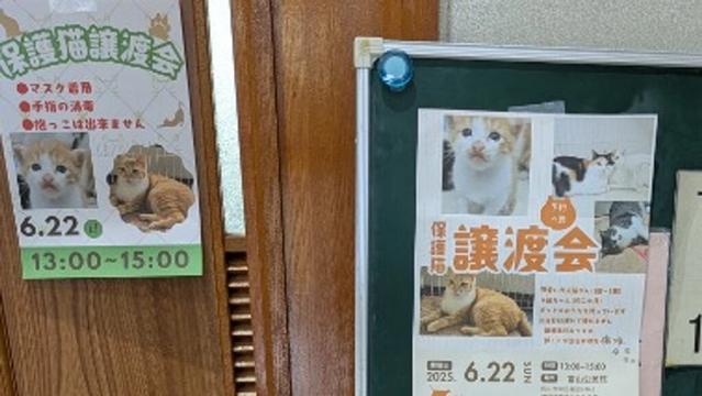 富山公民館での初保護猫譲渡会 35匹の山の猫達を助けたい!（シゲトシユキエ 2025/06/23 投稿） - クラウドファンディング READYFOR