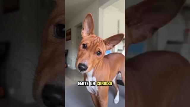 🐕 El Basenji: el perro que no sabe ladrar #Basenji #CuriosidadesDePerros #DatoInsólito #PerrosÚnicos