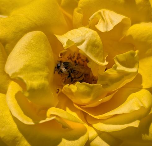 A honey bee in a yellow rose.  Close up - just showing part of the rose flower, the bee in the center.