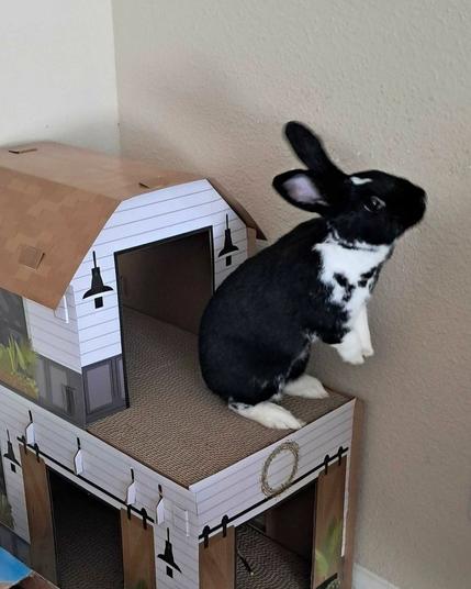 A black and white rabbit standing up on her back feet on top of a cardboard cat condo