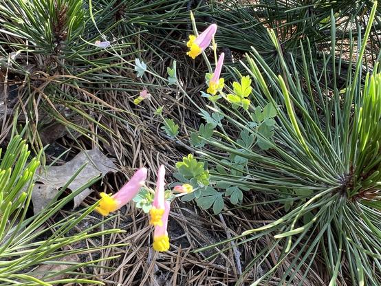 Closeup of the dainty tubular flowers growing on the rock surrounded by pine branches that are also growing on the rock low to the ground in the forest clearing. The flowers are pink with yellow tips.