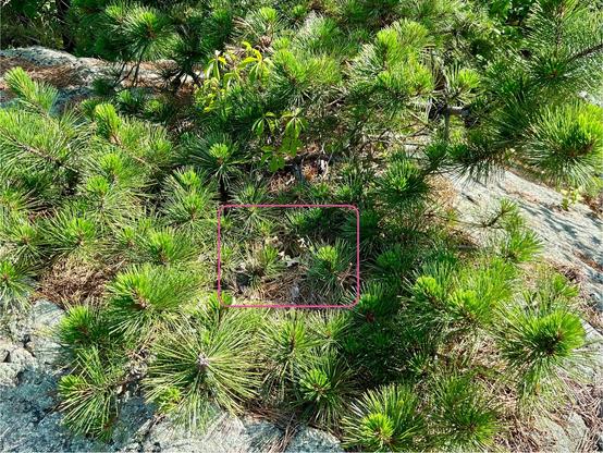 A wide shot of the area that the dainty wildflowers were found. I’ve marked the center of the photo with pink rectangle. The low growing pine tree surrounds the flowers on the bolder.