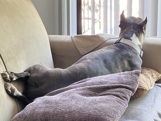 Dog lying on sofa with her back to the camera, her hind end twisted to the sofa’s back so her sploot goes up the sofa “wall,” her lower legs tuck tight to her hocks, and her paw pads are facing toward the room