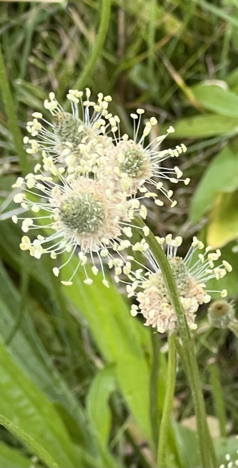 Closeup of 3 plantain flowers which have a central solid “core” from which thin strands emerge radially, and those end in a fatter burst—mimicking fireworks