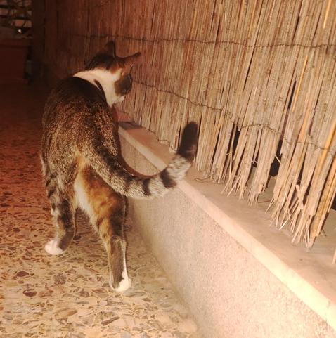 They 're nocturnal. Me too, if you let me. #CatsOfMastodon alleged #Caturday

The image shows a calico cat with a mix of brown, black, and white fur, walking along a narrow pathway. The cat is facing away from the camera, with its tail raised and slightly curved. It is positioned next to a low wall made of a smooth, light-colored material, with a bamboo-like fence on the other side. The floor is made of a mosaic tile pattern with various earthy tones. The lighting is warm, suggesting an indoor or shaded area. The cat appears to be exploring or sniffing the wall, with its head turned towards the bamboo fence.

Provided by @altbot, generated privately and locally using Ovis2-8B

🌱 Energy used: 0.143 Wh