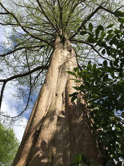 The massive, buttressed trunk of a dawn redwood towers into a blue, cloud flecked sky. The trunk is bathed in the bright sunshine which is only possible before its dense canopy of leaves has formed. The powerful vertical lines of the trunk are broken by thin branches which grow horizontally left and right, each bearing a faint furze of newly formed leaves.