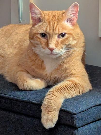 A handsome big orange cat with white on his snout, chest, and paws lies on a cushion facing the camera, one front paw draped insouciantly over the front edge, the other tucked under his chest. He has what appears to be a sly smile on his face