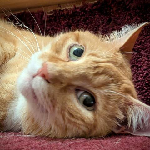 Closeup of the face of a big orange cat lying on his side on a maroon carpet, looking impossibly cute